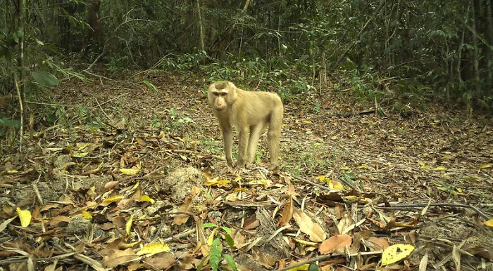 Northern Pig-Tailed Macaque (Macaca Leonina), Nam Khong National Park, Laos