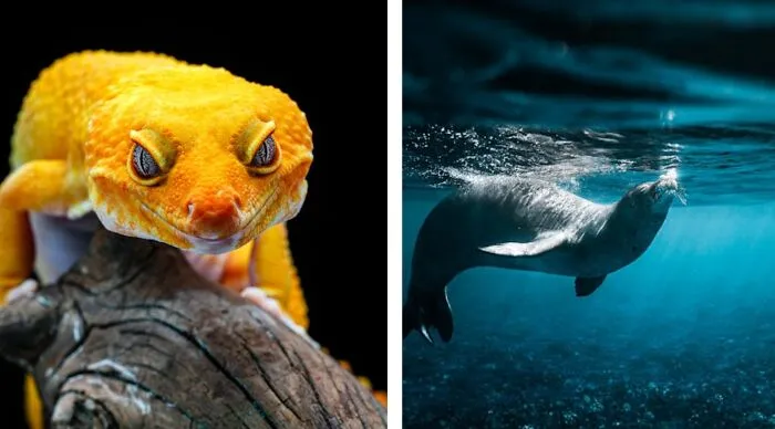 Summon Any Reptile Or Any Sea Creature At Will, Anytime, Anywhere?
