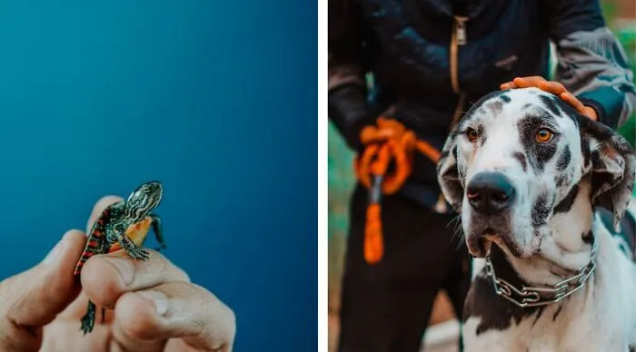 Have A Tiny Pet That Lives In Your Pocket Or A Big Pet You Can Hug But Rarely See?