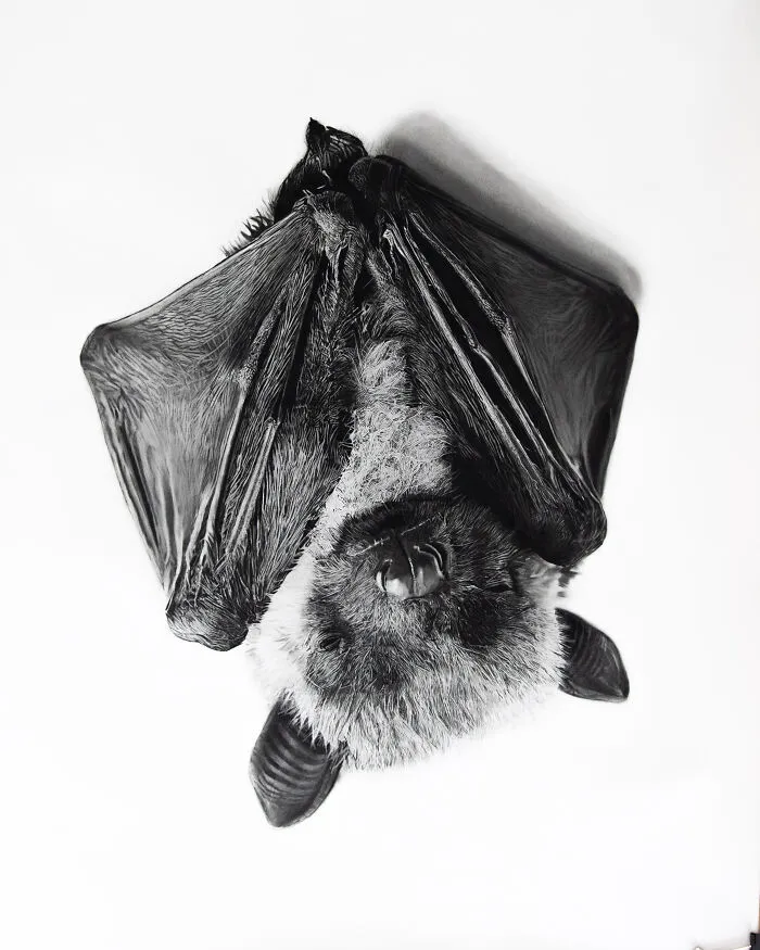 Little Bat