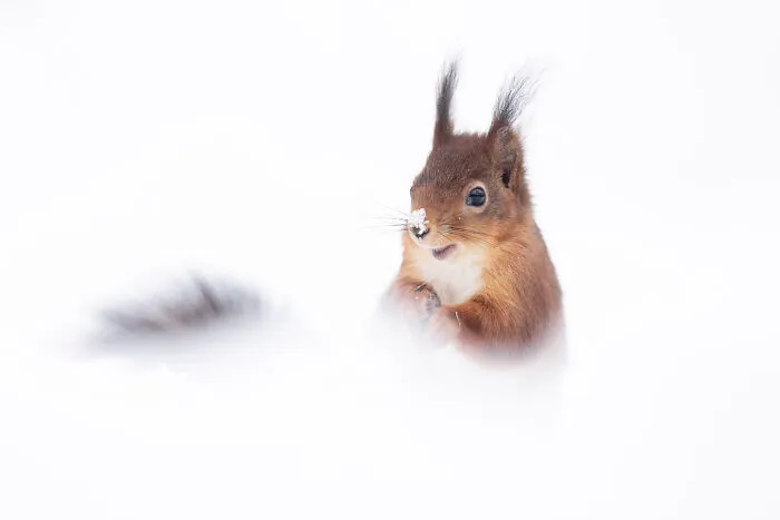 30 Incredible Moments In Nature Captured By Michel d'Oultremont