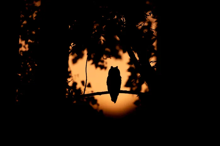 30 Incredible Moments In Nature Captured By Michel d'Oultremont
