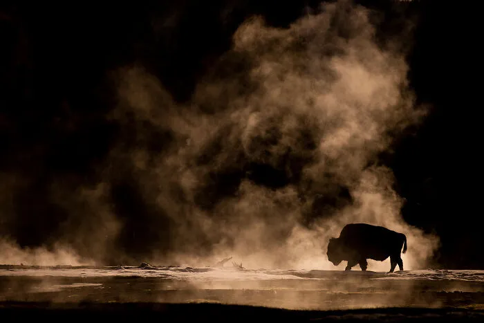 30 Incredible Moments In Nature Captured By Michel d'Oultremont