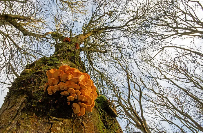Scottish Botanical, 1st Place: Velvet Shanks By Ken Crossan