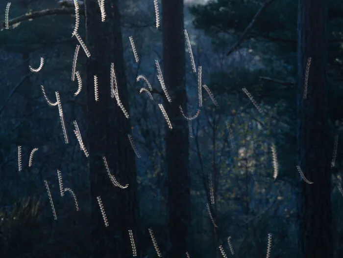 Scottish Nature Photographer Of The Year 2025: Dance Of The Gnats By Toby Houlton