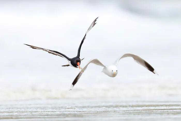 Scottish Wildlife Behaviour, 2nd Place: The Chase By Edd Cottell