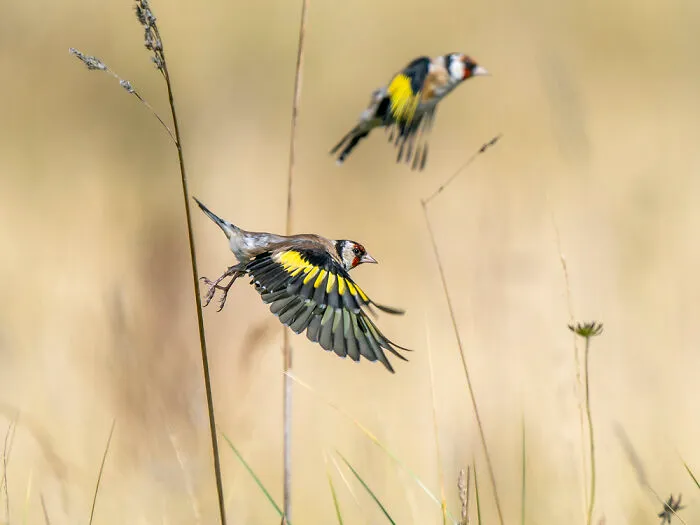 Scottish Wildlife Portrait, 3rd Place: Goldfinches Taking Flight By Caroline Erolin