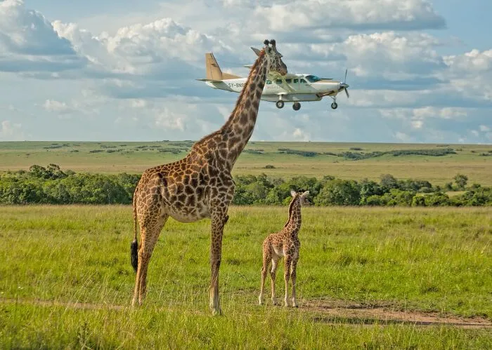 Funny Nature, Finalist: Seatbelt Check By Graeme Guy