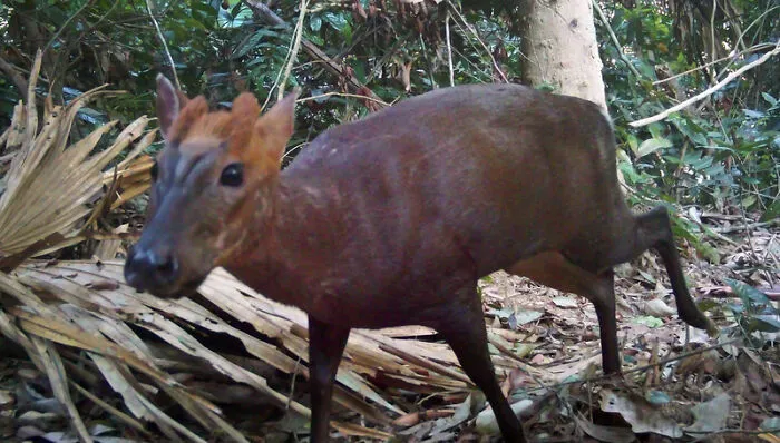 Species Annamite Muntjac Place Pu Mat National Park, Vietnam