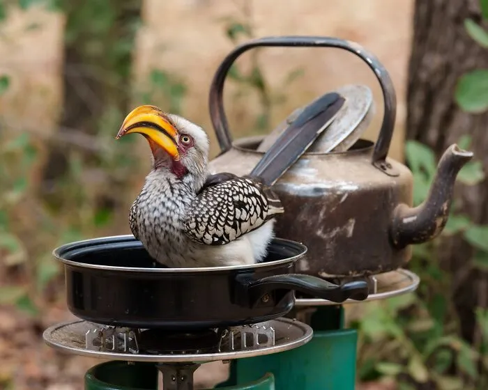 Funny Nature, Finalist: The Cheeky Breakfast Thief By Linda Smit