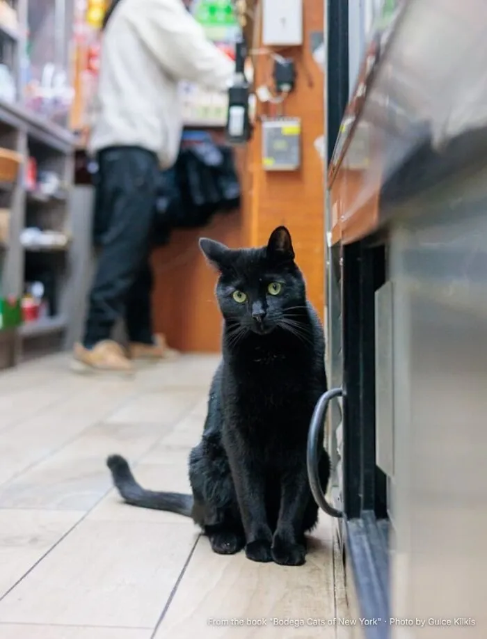 “Midnight: He Follows The Owner Home”