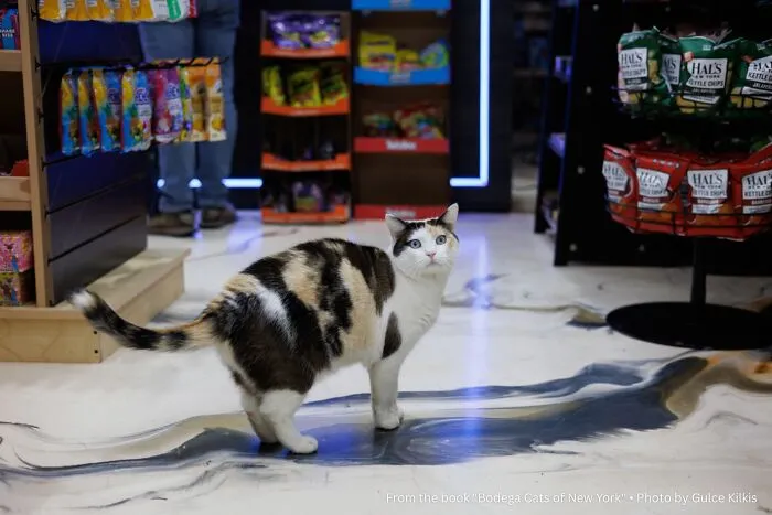 “Layla: The Floor Matches The Cat”