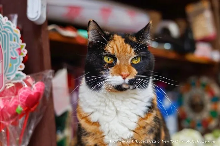 “Pancha: The Cat Google Street View Keeps Catching”