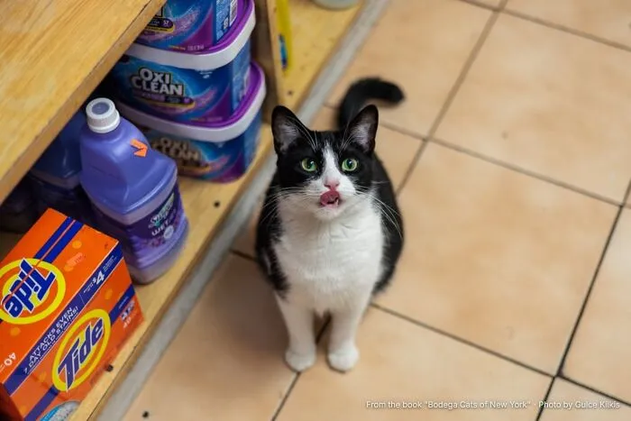 “Cookie: 14,000 Visitors A Year”