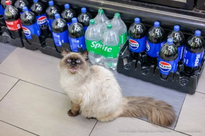 “Tony: He Naps Inside The Refrigerator”