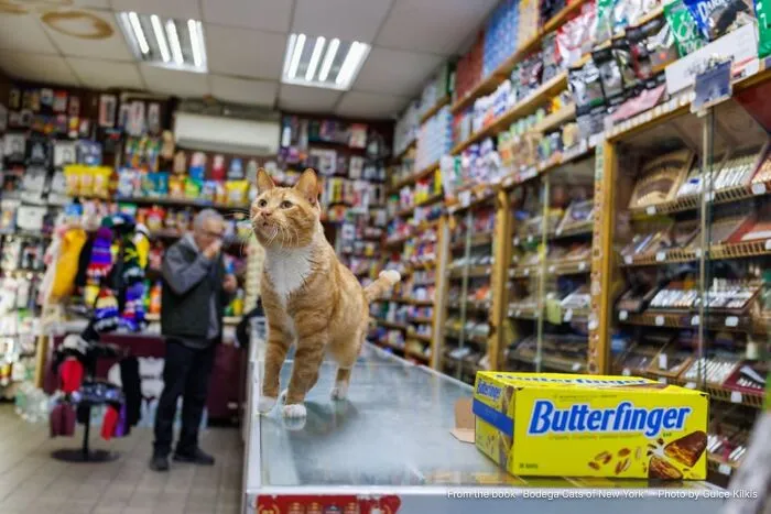 “Omish: The Cat Who Proved It Would Work”