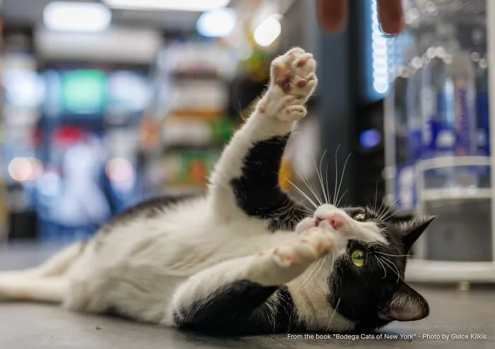 “Oreo: The Cat With Thumbs”