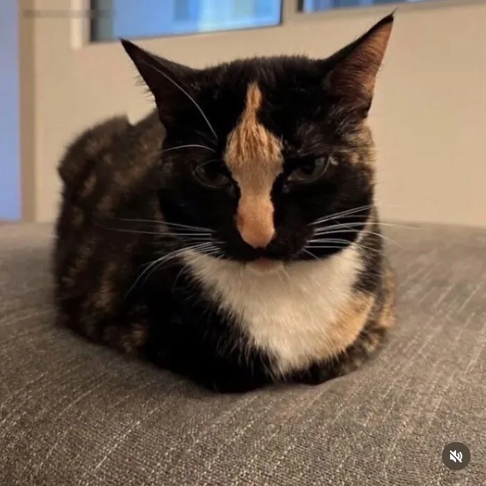 65 Hilarious Photos And Memes From This Page That Prove Life Is Better With Cats