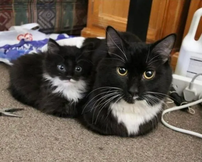 65 Hilarious Photos And Memes From This Page That Prove Life Is Better With Cats