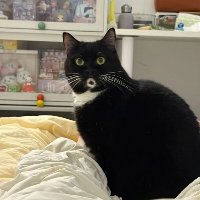 65 Hilarious Photos And Memes From This Page That Prove Life Is Better With Cats