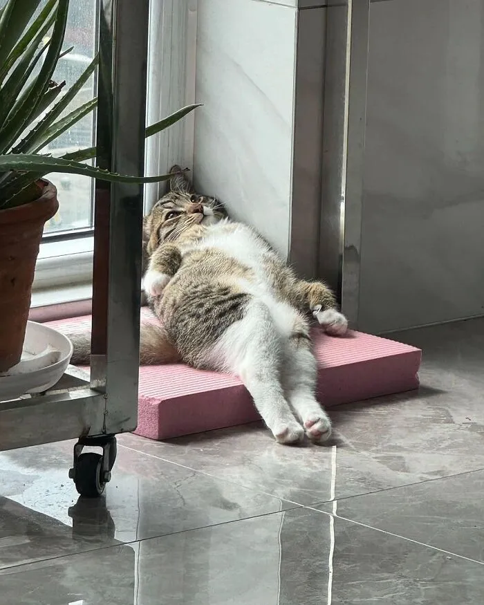 65 Hilarious Photos And Memes From This Page That Prove Life Is Better With Cats
