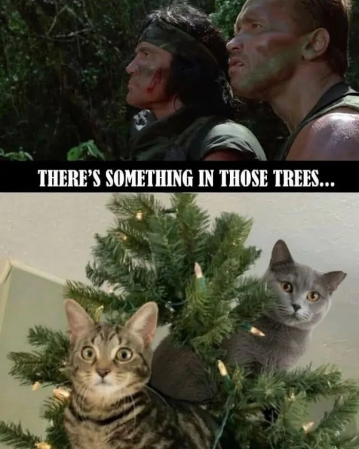 65 Hilarious Photos And Memes From This Page That Prove Life Is Better With Cats