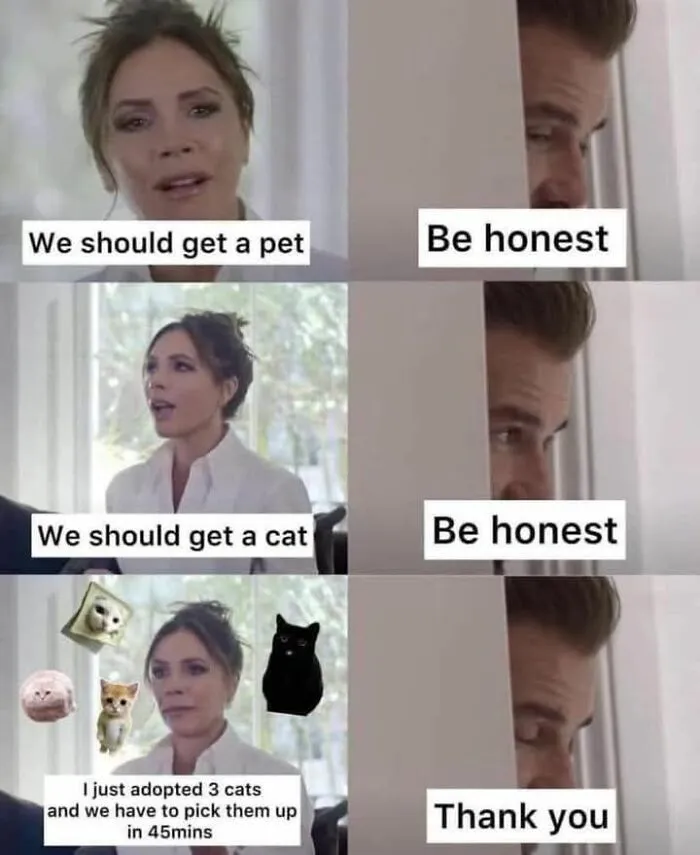 65 Hilarious Photos And Memes From This Page That Prove Life Is Better With Cats