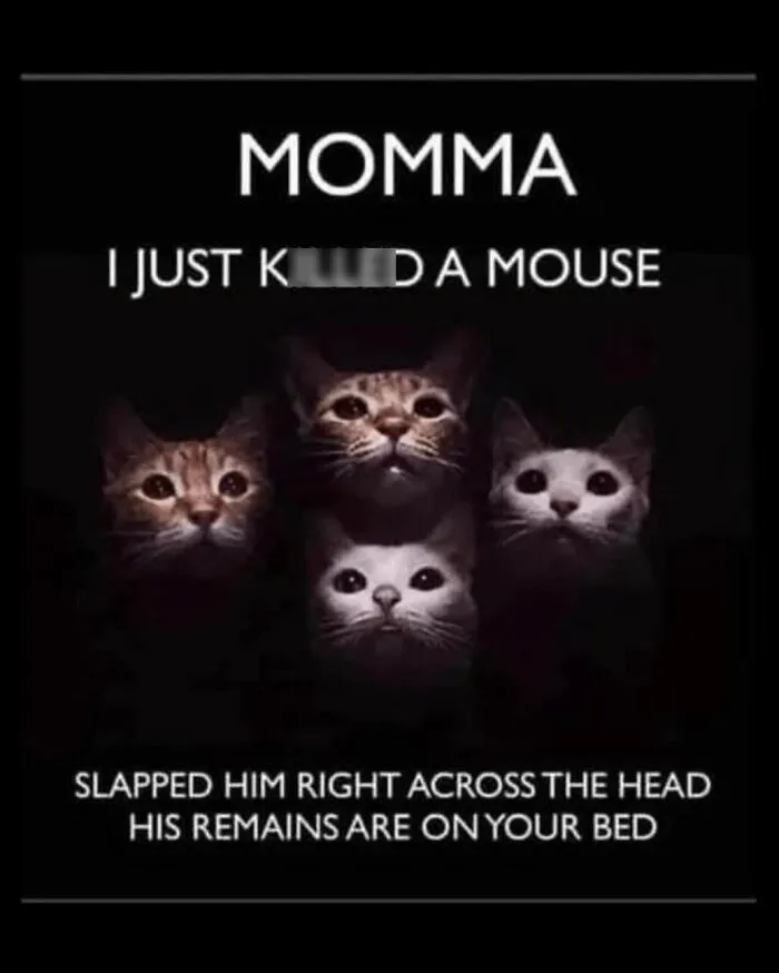 65 Hilarious Photos And Memes From This Page That Prove Life Is Better With Cats