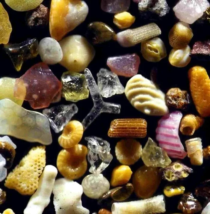 Granos de arena intercalados con fragmentos de coral y conchas, vistos a través de un microscopio con un aumento de 300x.