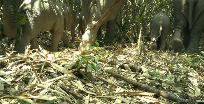 Elephants, Virachey National Park, Cambodia