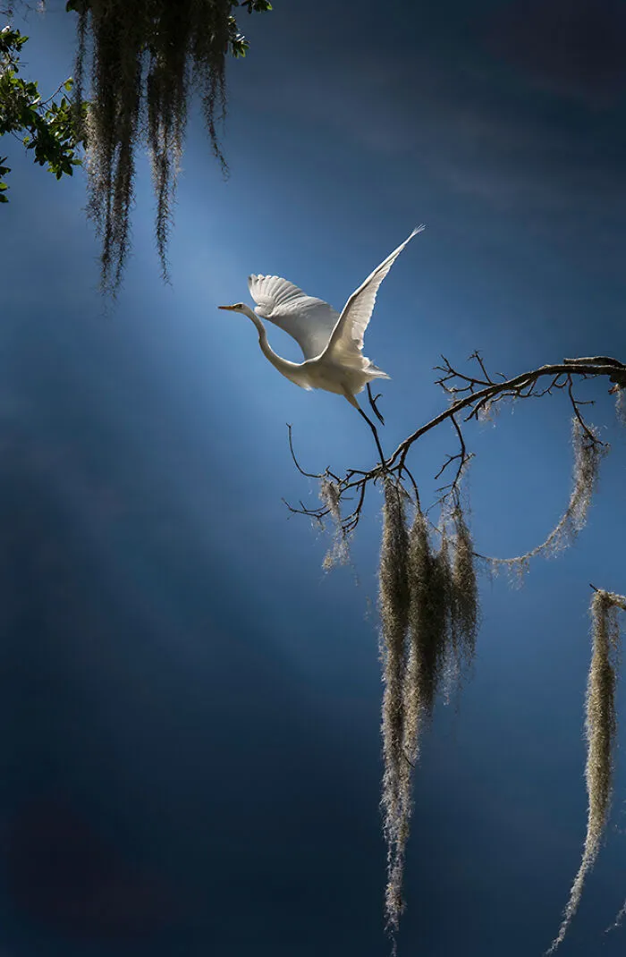 Wings Of Confidence