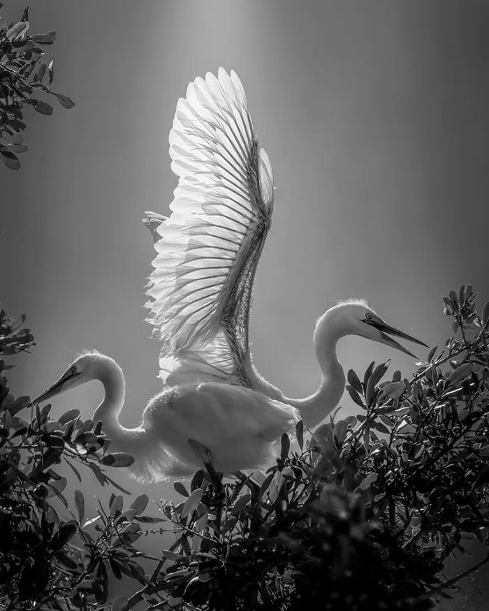 Wings Of Light