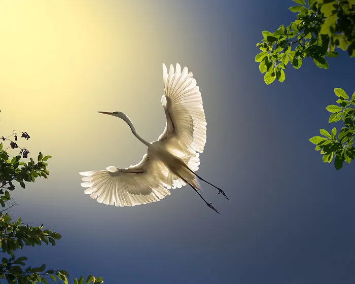 Wings Of Peace