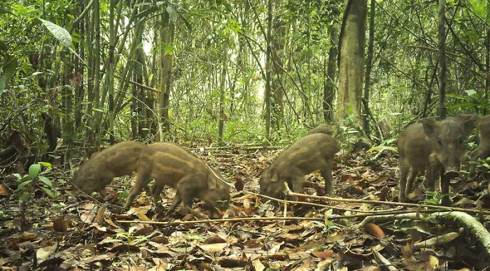 Wild Boar Piglets, Nam Khong National Park, Laos
