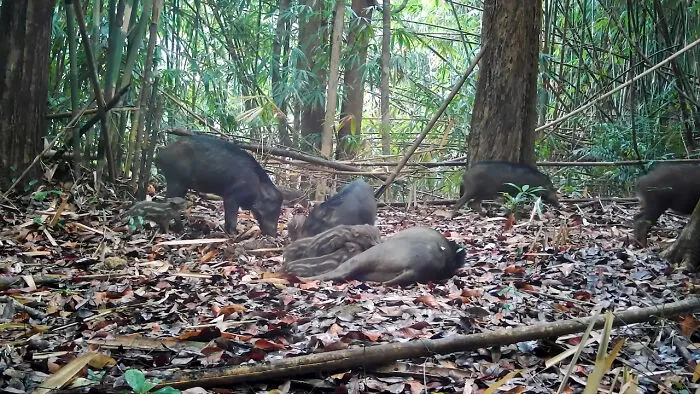 Wild Pigs