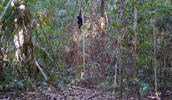 Yellow-Cheeked Gibbon