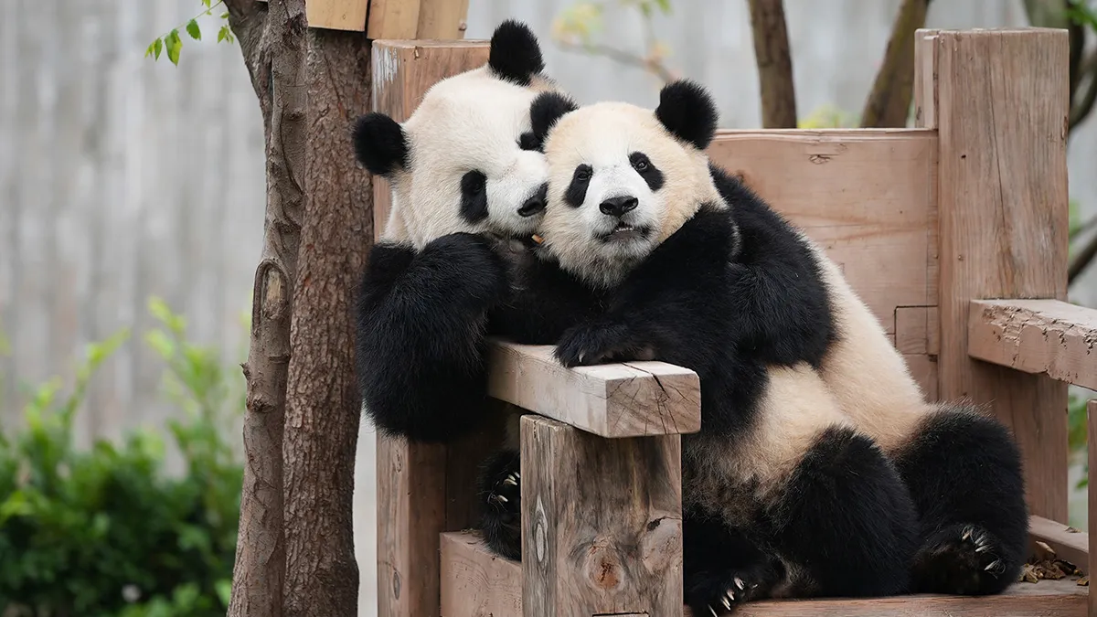 25 Funny Pandas Captured Living Their Best Lives Were Shared On This Page