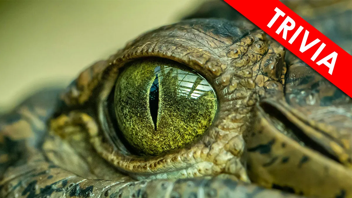 “How Good Are You With Details?”: 20 Animal Eyes That Will Completely Mess With Your Brain