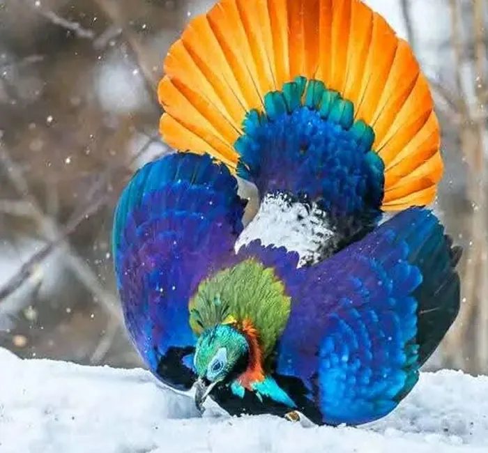 Nepal