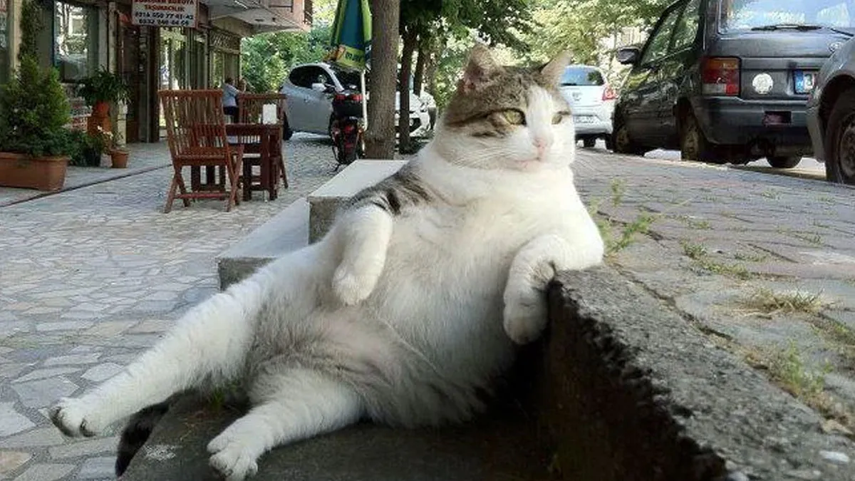 23 Personas compartieron las fotos de animales más divertidas de sus países