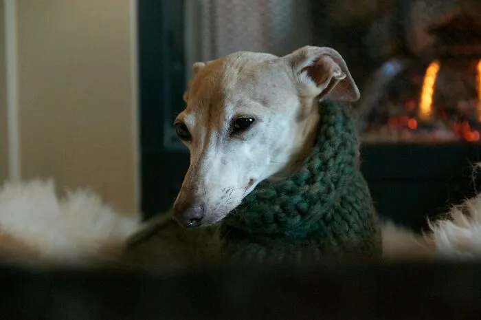 51 Stories Of Pets Acting So Human Owners Could Hardly Believe Their Intelligence