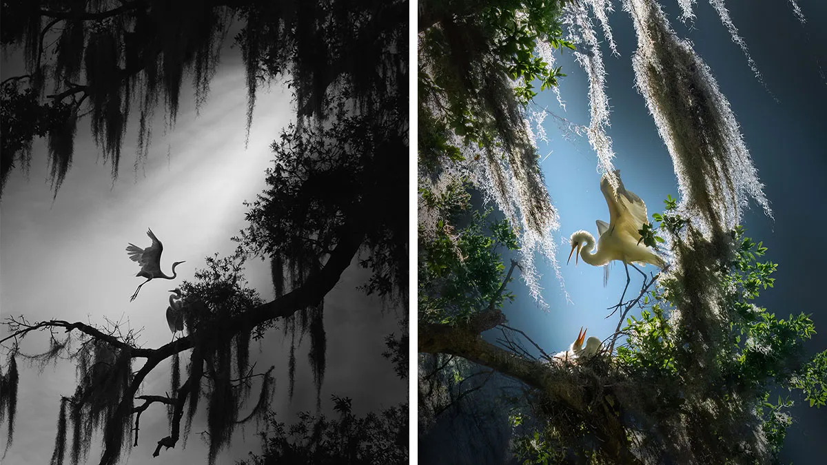 30 Most Beautiful Bird Photos In The Wild Captured By This Florida-Based Photographer