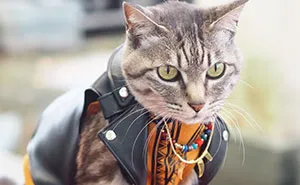 23 Handmade Costumes That This Guy Created For His Cats' Cosplays (New Pics)