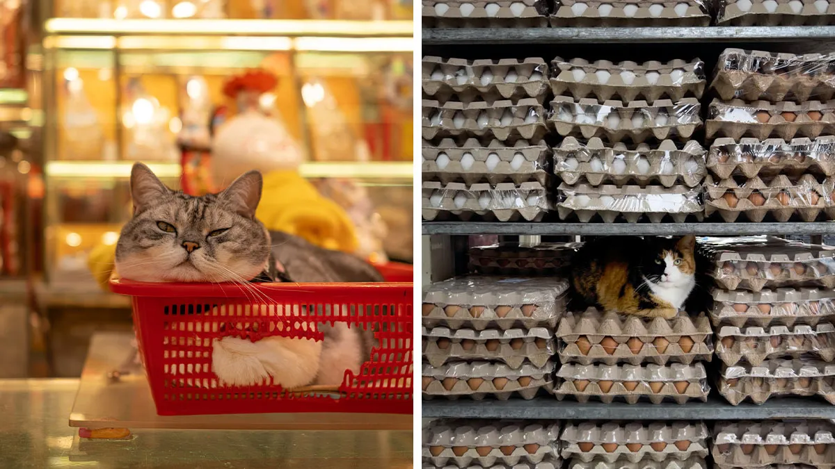 This Photographer Captured 40 New Photos Of Street Cats Around The World That Are Full Of Character
