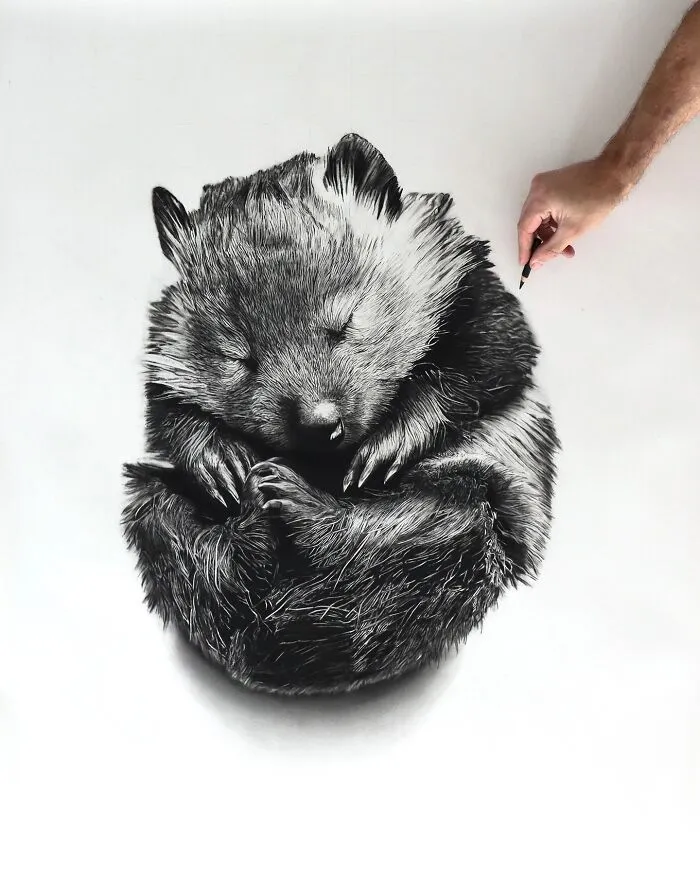 Baby Paws, Wombat
