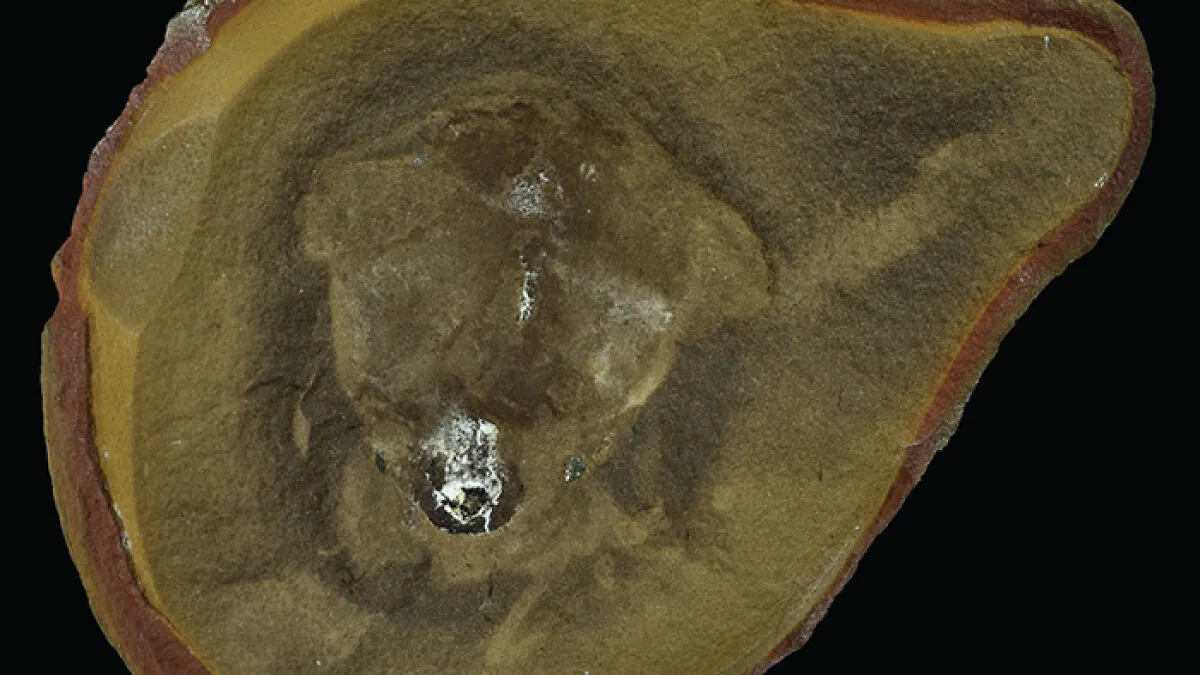 Scientists Baffled After World Guinness 'Oldest' Octopus Turns Out To Not Be An Octopus At All