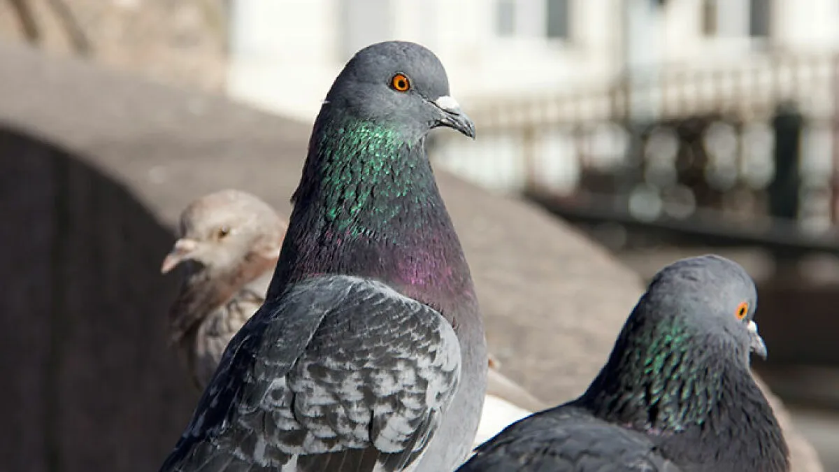 Birds Are Sexist According To Bizarre New Study — And The Gender They Prefer Has Stumped Scientists