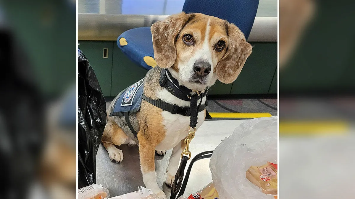 “Best Day At Work Ever”: US Customs K-9 Beagle Becomes Viral Sensation After Catching Passenger With 100 Sandwiches