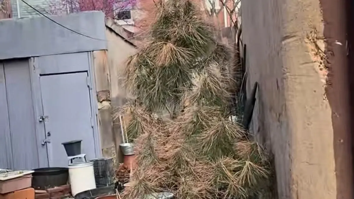 "You See The Face, Right?": Figure Lurking In DC Woman's Back Alley At Night Racks Up Over 1M Views