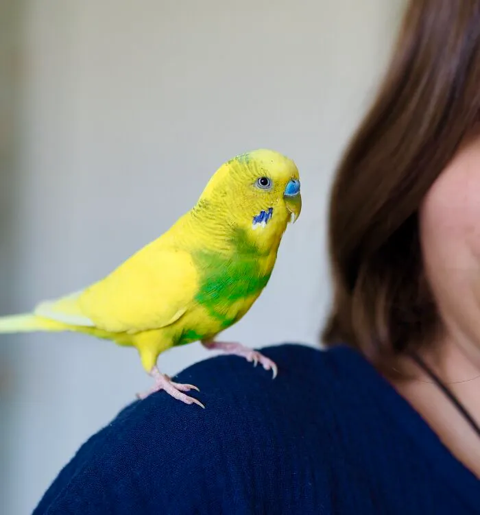 51 Stories Of Pets Acting So Human Owners Could Hardly Believe Their Intelligence